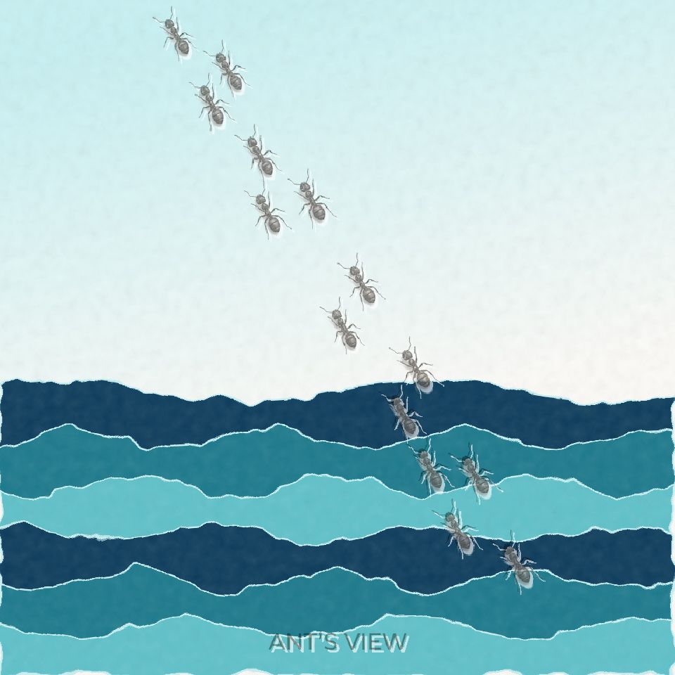 Coral drift