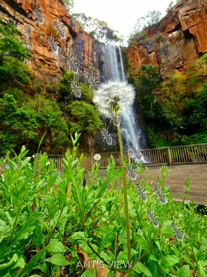 Dandelion at the falls