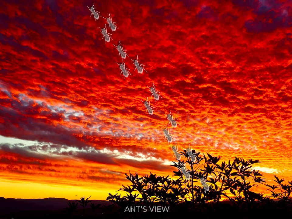 Ember clouds over the ridge