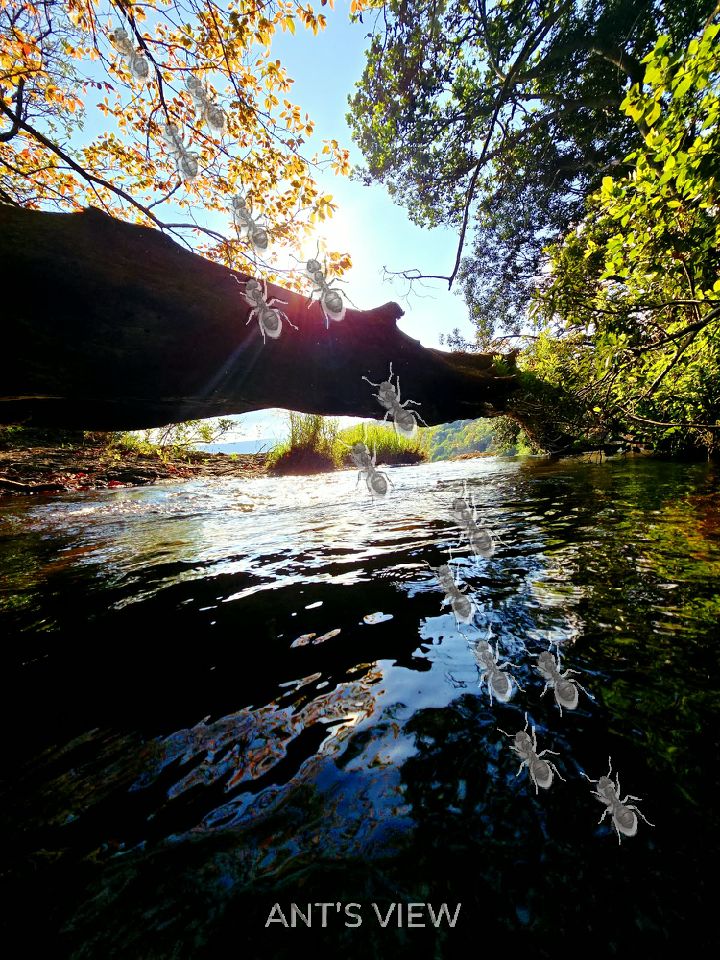 Under the fallen log