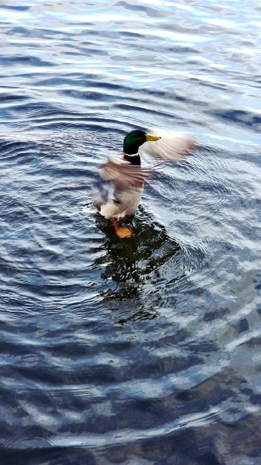 Mallard, mid-shake