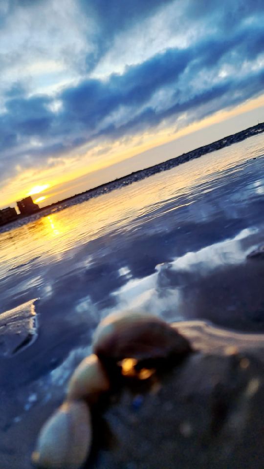 Shells at sundown