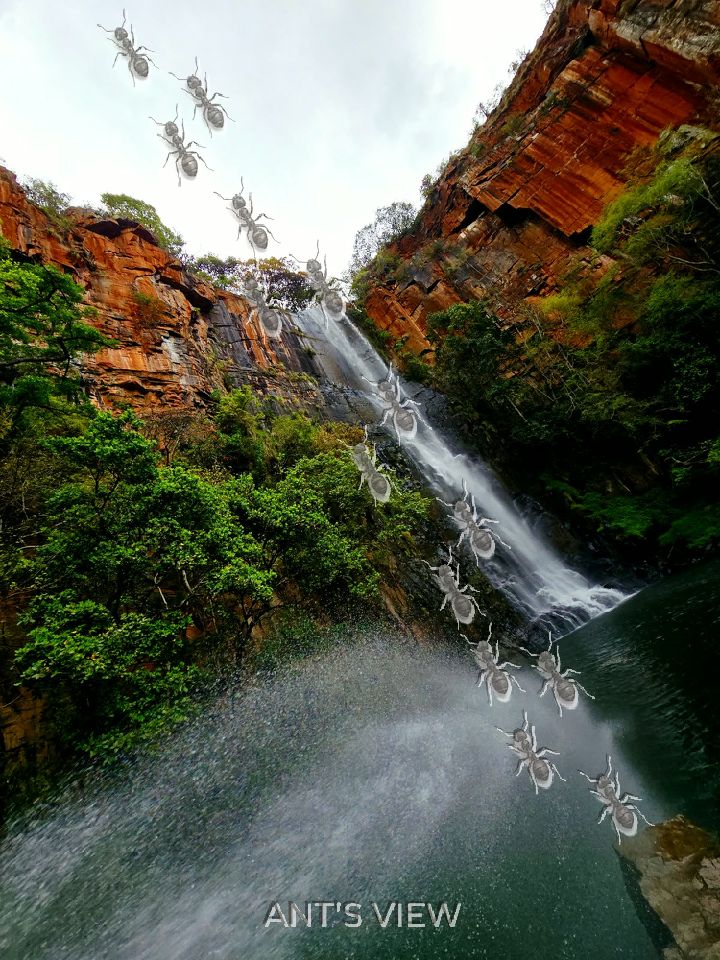 The plunge