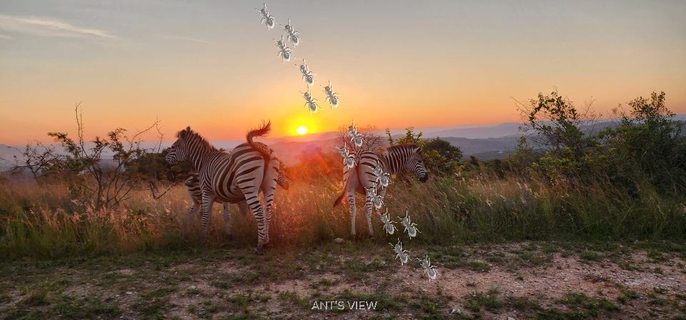 Zebras at sundown
